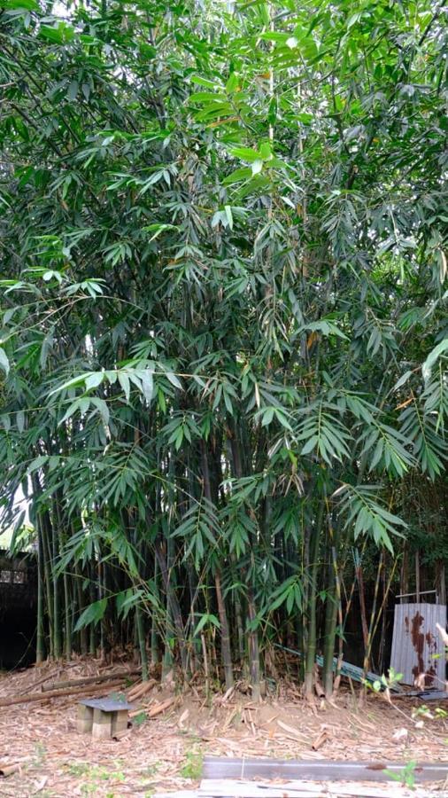 Vườn Nhà Ngoại Garden Homestay Hô Chi Minh-Ville Extérieur photo